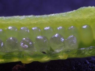 Img.VTax4515.Ex1.Img5