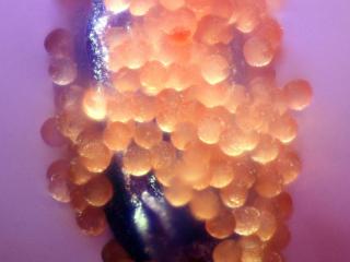 Img.VTax4519.Ex1.Img10