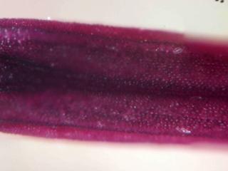 Img.VTax4519.Ex1.Img11