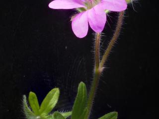 Img.VTax4519.Ex1.Img8