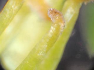 Img.VTax4533.Ex1.Img6