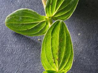 Img.VTax4544.Ex1.Img6