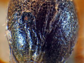 Img.VTax4588.Ex1.Img3