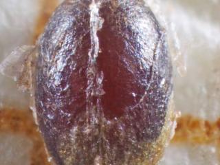 Img.VTax4588.Ex1.Img5
