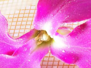 Img.VTax4593.Ex1.Img2