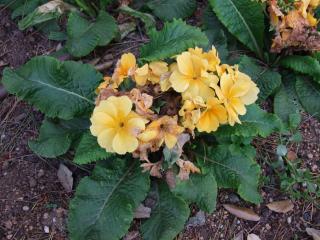 Img.VTax4655.Ex1.Img1