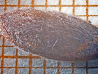 Img.VTax4750.Ex1.Img11