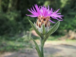 Img.VTax4766.Ex5.Img6
