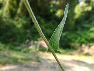 Img.VTax4766.Ex5.Img7