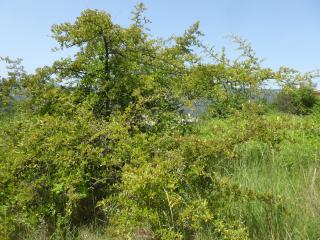 Img.VTax512.Ex2.Img1