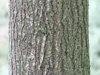 Img.VTax555.Ex1.Img1