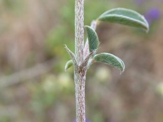 Img.VTax593.Ex2.Img8