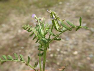 Img.VTax635.Ex1.Img1