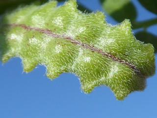 Img.VTax635.Ex1.Img9