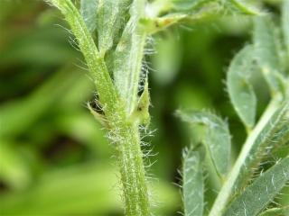 Img.VTax644.Ex1.Img5