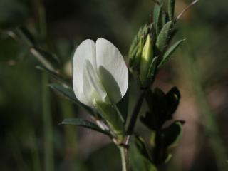 Img.VTax644.Ex2.Img1