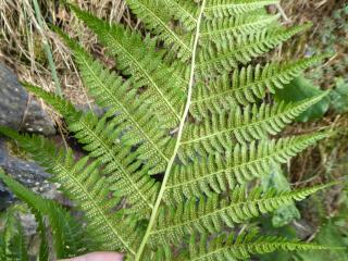 Img.VTax67.Ex1.Img3