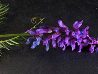 Img.VTax670.Ex1.Img1