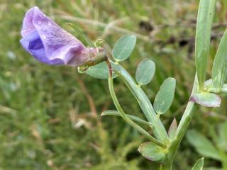 Img.VTax681.Ex1.Img6