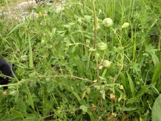 Img.VTax754.Ex1.Img1