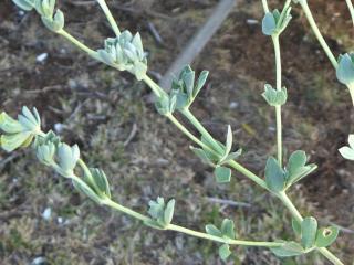 Img.VTax828.Ex1.Img6