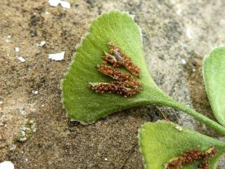 Img.VTax84.Ex3.Img4