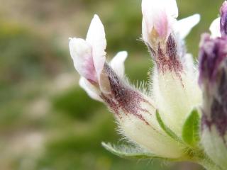 Img.VTax850.Ex1.Img1