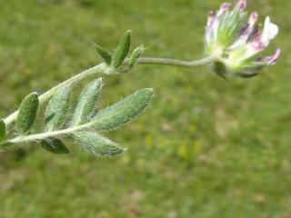 Img.VTax850.Ex1.Img6