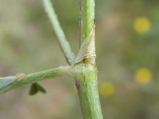 Img.VTax877.Ex1.Img4