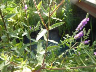 Img.VTax885.Ex4.Img3