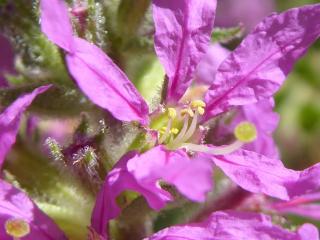 Img.VTax885.Ex4.Img6
