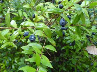Img.VTax891.Ex1.Img1