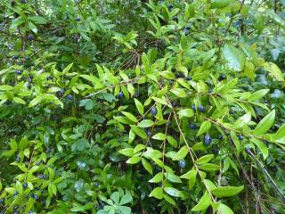 Img.VTax891.Ex1.Img2