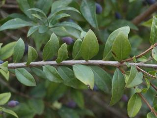 Img.VTax891.Ex2.Img1