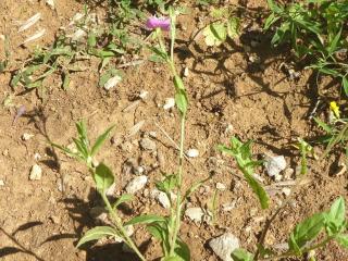 Img.VTax898.Ex1.Img2