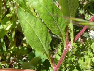 Img.VTax898.Ex1.Img8
