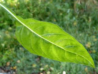 Img.VTax898.Ex1.Img9
