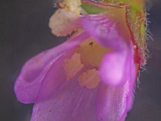 Img.VTax906.Ex1.Img3