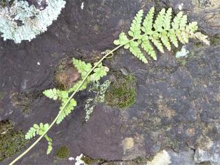Img.VTax91.Ex1.Img3