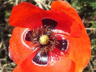 Img.VTax952.Ex2.Img1