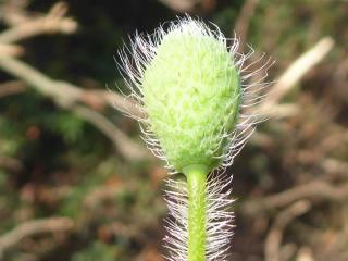 Img.VTax952.Ex2.Img4