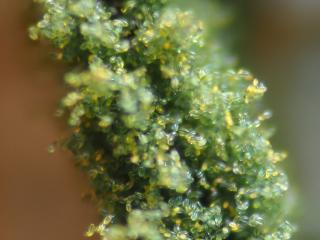 Img.VTax952.Ex3.Img5
