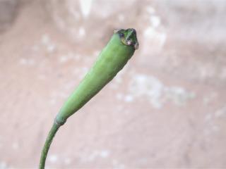 Img.VTax956.Ex1.Img1