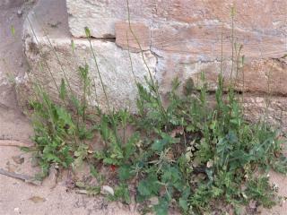 Img.VTax956.Ex1.Img3