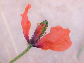 Img.VTax956.Ex1.Img4