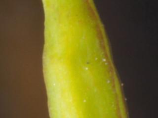 Img.VTax963.Ex3.Img4