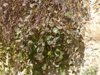 Img.VTax988.Ex1.Img1