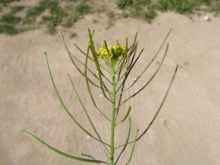 Img.VTax997.Ex1.Img1