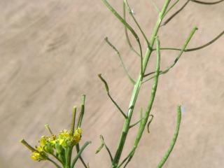 Img.VTax997.Ex1.Img3