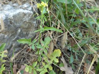 Img.VTax997.Ex2.Img5